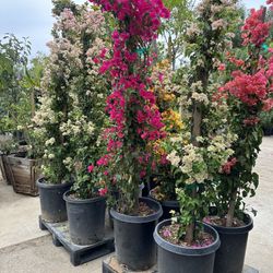 Bougainvillea $55 each