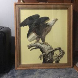 3D Bald Eagle Art Made With Real Bird Feathers ( Not Eagle Feathers)