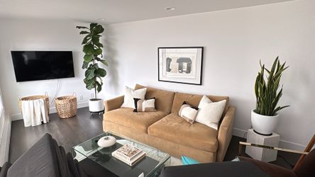 Fiddle-Leaf Fig Plant 7.5Ft tall