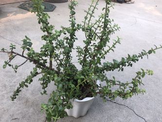 Ornamental plant