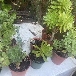 Succulents For Sale 