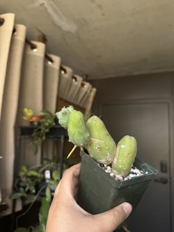 Trichocereus bridgesii monstrose - Cactus - 4” Pot Rooted In Soil