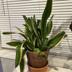 Snake plant