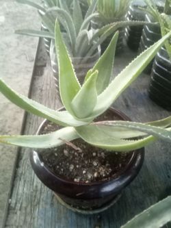 Aloe Vera Plant – Easy Care, Fast Growing Planta Aloe Vera – Fácil Cuidado