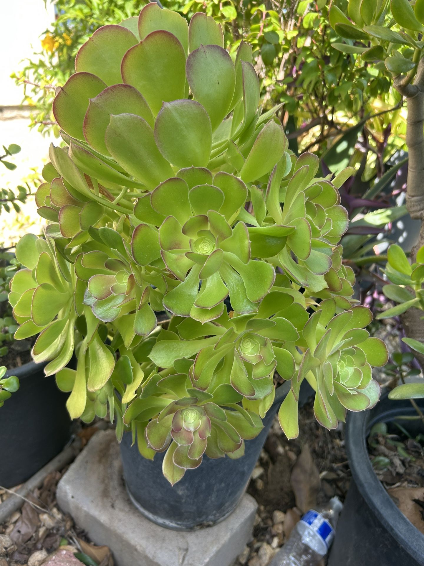 Succulent Plant