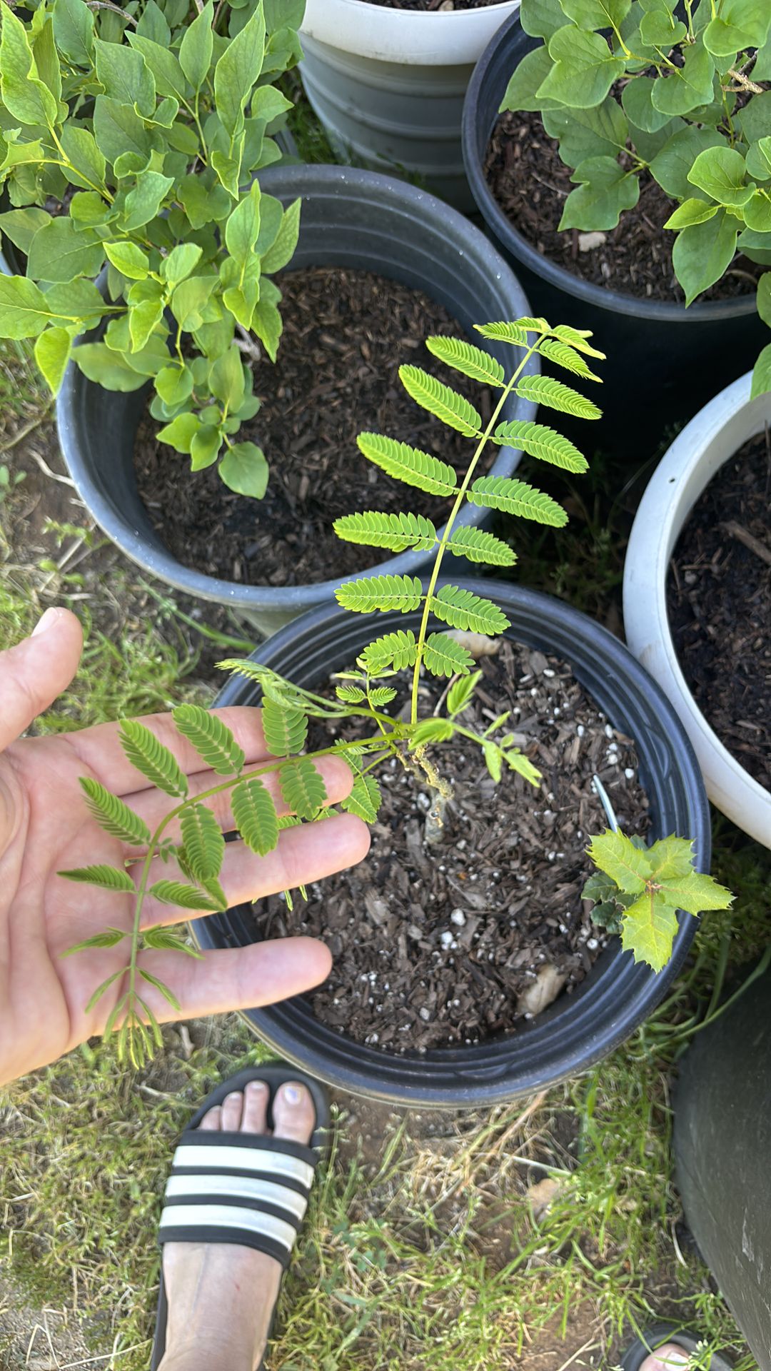 Mimosa tree