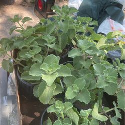 Orégano Orejon Romero Ruda  Hoja De Elefante Elegante