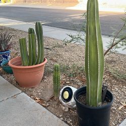 Beautiful Mexican Fence Post Cactus