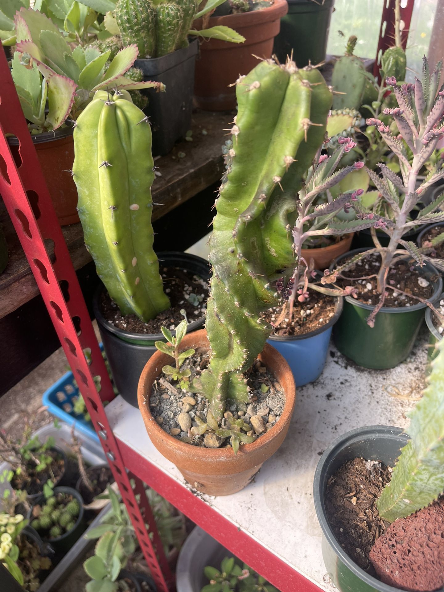 Spiral Cactus Plant 
