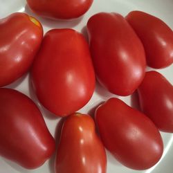 Organic San Marzano Roma Tomato Plants! 2026 SEASON EARLY RELEASE! Available now! 