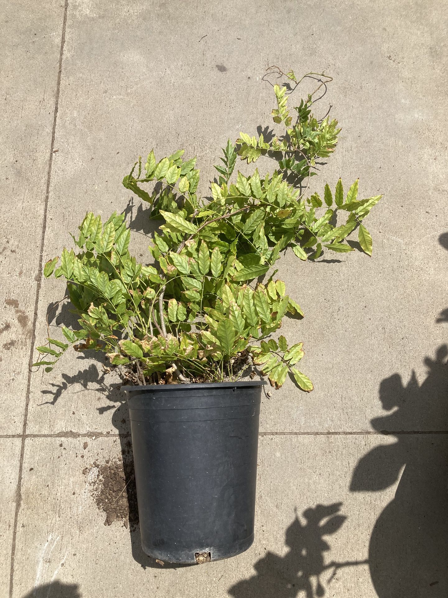 Chinese Wisteria Vine