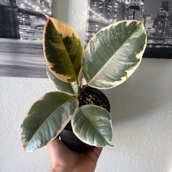 Ficus elastica ‘tineke’