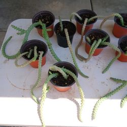 Cacti Stapelia Red Dragon