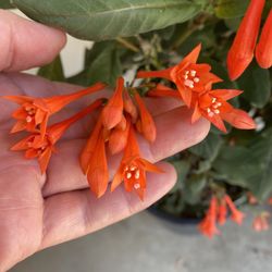 Fucshia Blooming Plant, In 5 Gallons Pot Pick Up only