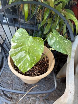 Monstera deliciosa Thai constellation