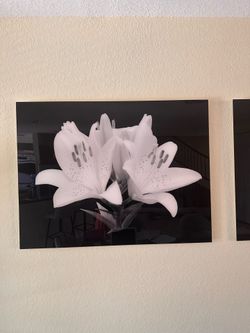 Monochrome Madonna Lily Plexiglass Wall Art
