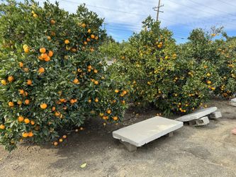 Oranges For Sale