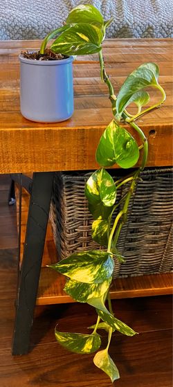 Rooted Pothos in La Fermière Jar