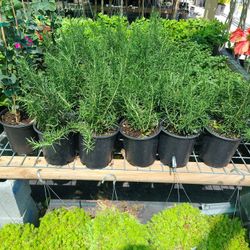 Rosemary Plants 1gallon 