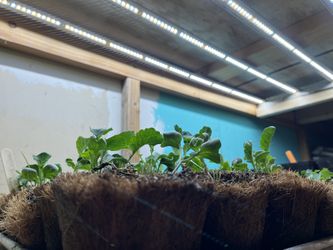 Pro-Quality Grow lights