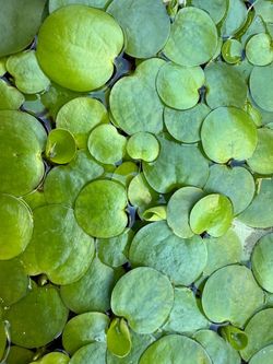 Amazon frogbits