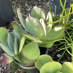 Succulents Plant 