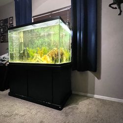 150 Gallon Fish Tank 
