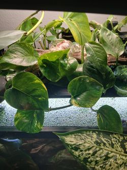  Aquatic Decor Ramshorn Trumpet Fish Tank Friends Sna Ils