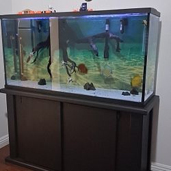 Fish Tank 