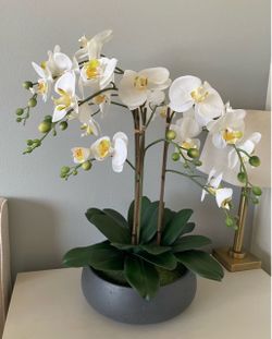 Faux 24” Phalaenopsis Orchid