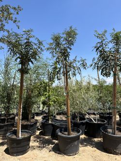 Red Push Pistache 25 Gallon $200 Each 