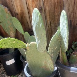 Nopal De Penca Grande Y  Produce Muchos