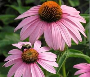 Native Plant - Perennial - Pink Cone Flower