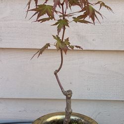 Bonsai tree, Japan, maple 12 inches