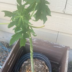 papaya 35 inch