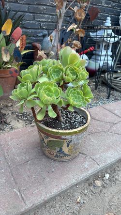 AEONIUM