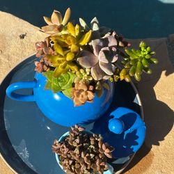 Blue Ceramic Teapot Succulent Planter
