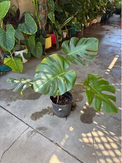Monstera Deliciosa plant.