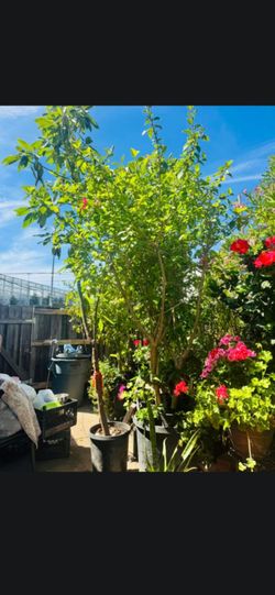 Have lots of plants want to get rid off