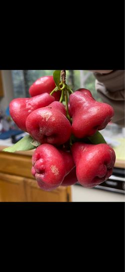 Red wax apple ( Mận đỏ)