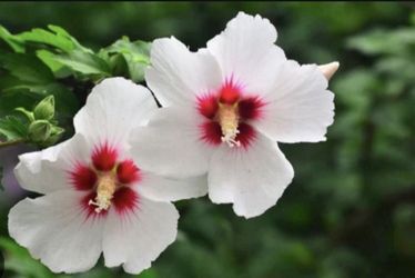 Gorgeous Rose Of Sharon Starts!