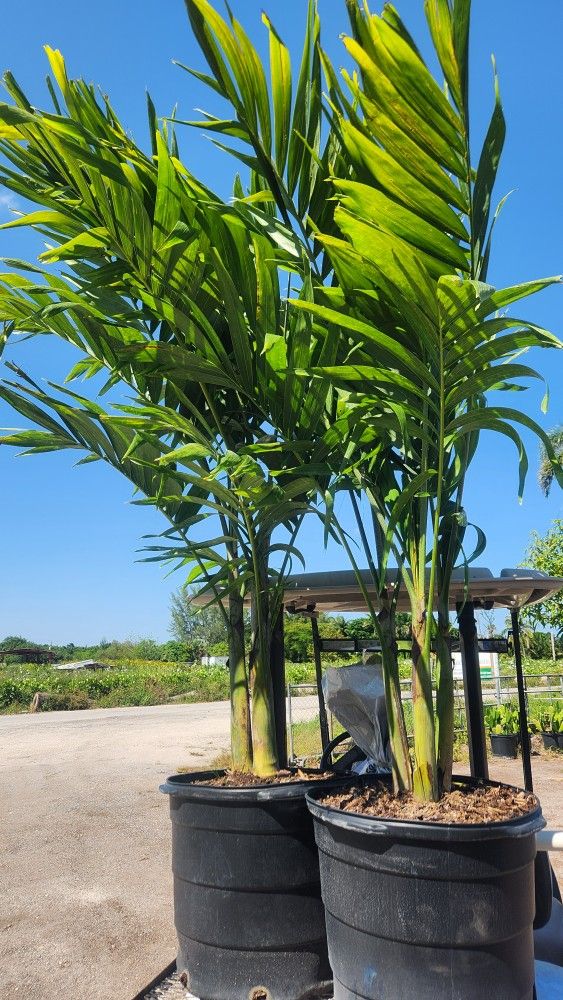 Beautiful Christmas Palms!!! About 6 Feet Tall!!! Fertilized