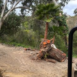 palms and trees trimming 