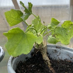 Tindora Vegetable Plant 