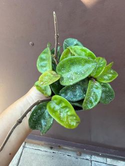 4” hoya krinkle splash