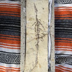 Very Very Rare Mesosaur Fossil 