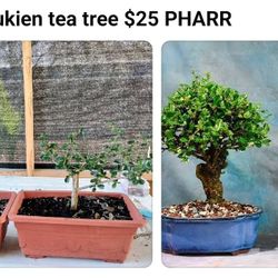 Bonsi Tree $25 PHARR
