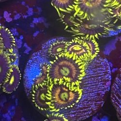 Zoa Colony Display Decor