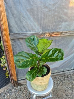Fiddle Leaf Fig Plant 10" Nursery Pot
