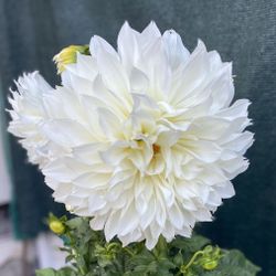 Planta De Flor De Dhalia , Es planta Para Patio Con Sol Y Sombra Esta En Maceta De 5 Gallones Pick Up Only